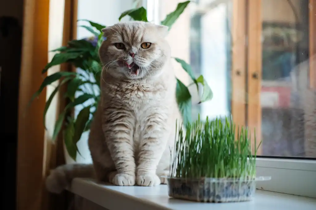 貓咪吃草的神秘行為