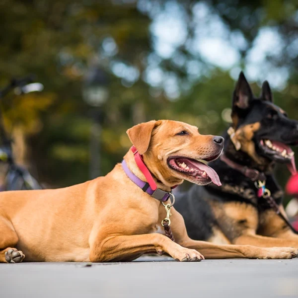 建立毛孩自信：狗狗社交化指南｜汪星人NewNews